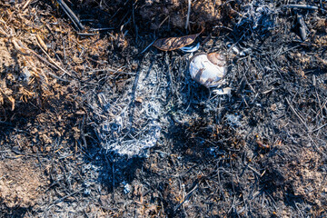 Burnt snail (Helix pomatia) during spring grass burning.