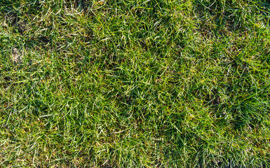 Spring grass in the morning sun as a natural texture.