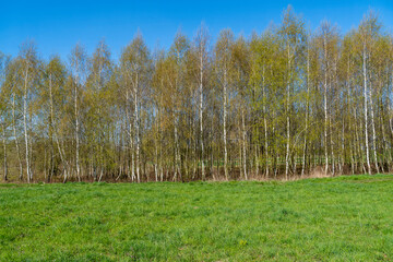 Young birch grove in the morning.