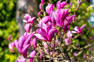 Beautiful pink magnolia flowers.