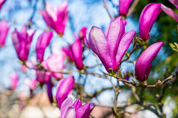Close up of a beautiful pink magnolia flower blooming in spring.