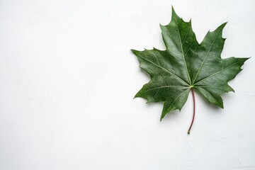 Single Green Maple Leaf on White Background for Autumn Concepts