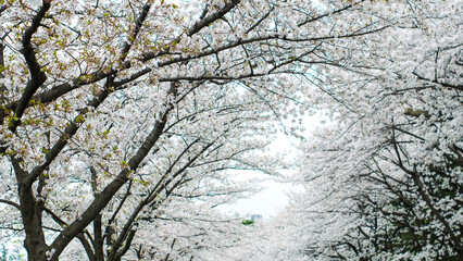 A serene pathway lined with magnificent white cherry blossom trees creating a beautiful natural tunnel in the springtime