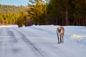 Fototapeta premium reindeer in the snow