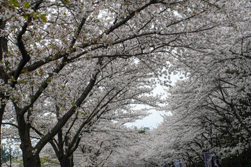Blooming Cherry Blossom Trees Along a Road