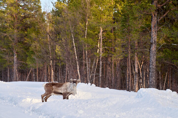 reindeer in the snow