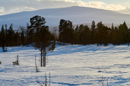 winter landscape with snow