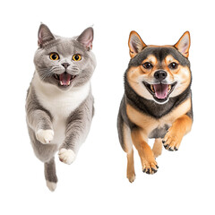 Obraz premium Happy Golden Retriever Puppy and Tabby Cat Running and Playing Together, Animal Friendship Isolated on PNG Transparent Background 
