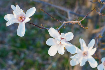 Moody Flower Head of Star Magnolia in Spring Garden. White Magnolia Stellata in Nature.