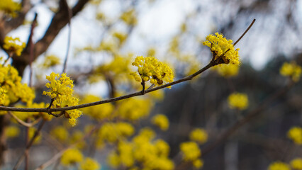 yellow flowers blooming from cornelian cherry