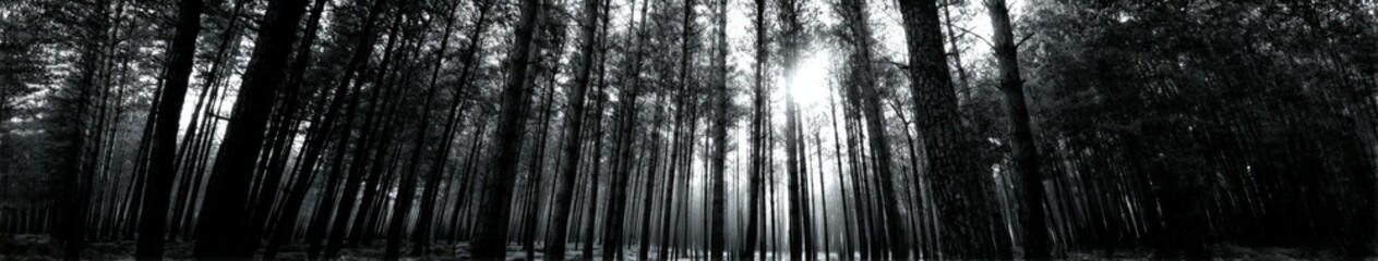 Fototapeta premium Sunlight filtering through dense forest trees