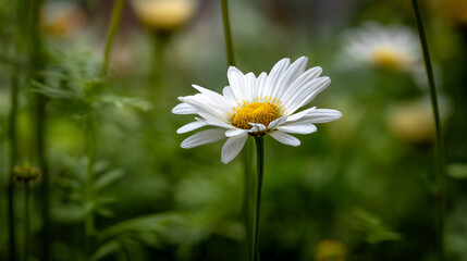 Brighten your space with this stunning open white daisy