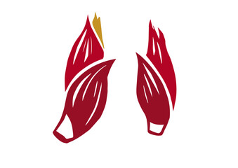 レトロな手描きの野菜のイラスト。みょうがのイラスト