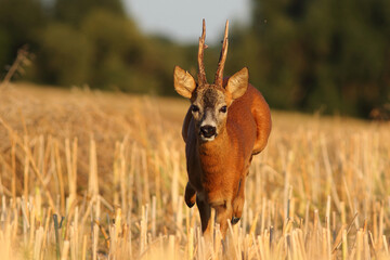 Sarna europejska (Capreolus capreolus) roe deer © Bartosz Rakoczy