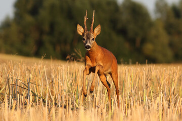 Sarna europejska (Capreolus capreolus) roe deer © Bartosz Rakoczy