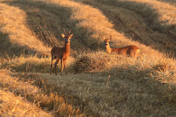 Sarna europejska (Capreolus capreolus) roe deer © Bartosz Rakoczy