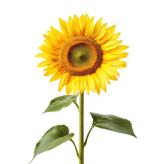 Obraz premium Bright sunflower with vibrant petals and green leaves on a Transparent background for nature themed decoration, sunflower isolated on PNG background