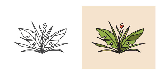 Modern hand drawn tropical bush with flower. Line art and flat filled illustrations in trendy style. Isolated vector plants on a white and light backgrounds perfect for printing or web. Design element