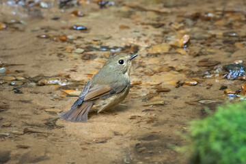 snowy-browed flycatcher or Ficedula hyperythra seen in Karimganj, Assam, India