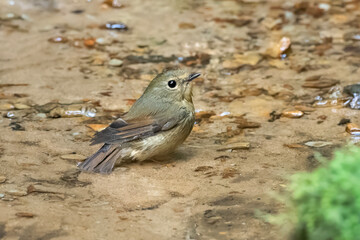 snowy-browed flycatcher or Ficedula hyperythra seen in Karimganj, Assam, India