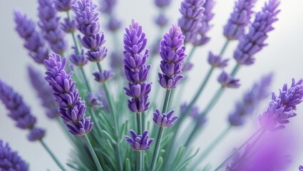 Naklejka premium Natural lavender blooms set against a background
