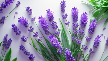 Fototapeta premium Isolated lavender petals on a surface. Overhead view, flat layout