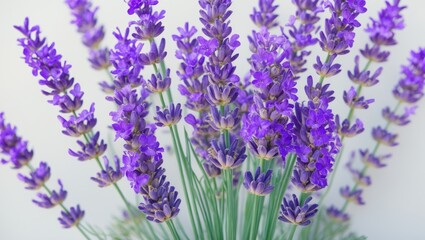 Obraz premium Isolated lavender flowers on a backdrop