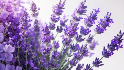 Naklejka premium Close-up of lavender blooms. Group of lavender flowers separated.