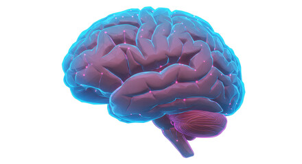 Isolated Human Brain Anatomical
