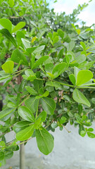 Terminalia mantaly,Madagascar Almond,Ketapang Kencana, as a shade tree on the street or in the park