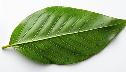 Fototapeta premium Fresh Leaves on White Background