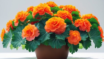 Obraz premium Brown pot with Begonia flowers