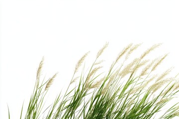 Grassy stalks blowing in the wind