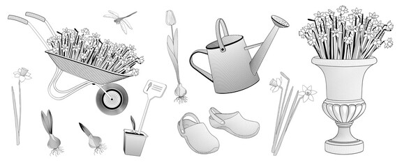 set elements about spring flowers gardening, daffodil flower, tulip flower, sprouted plant bulb, pair of rubber gardening boots, watering can,Blooming daffodils in decorative planter. Black and white 