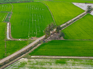 Aerial view of vibrant green rice fields