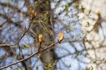 Horse chestnut buds opening on tree branch in early spring. Macro photography with natural background. Springtime holidays. Design for postcard, greeting card, wallpaper, banner. Macro shot