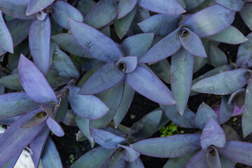 Close-Up of Lush Green Tree Leaves Outdoors