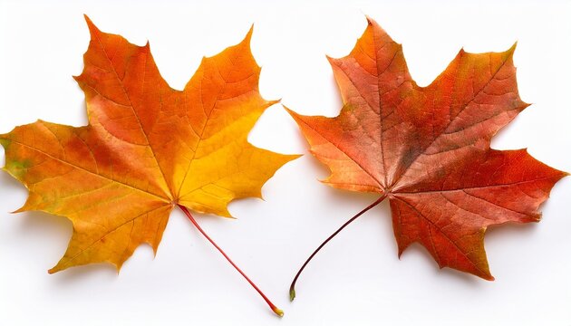 Isolated maple leaves on the white background