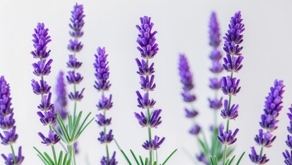 Naklejka premium Closeup of a purple lavender flower on a white backdrop.