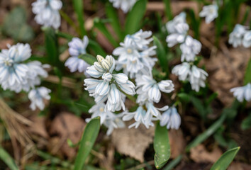 Field of blooming first spring flowers with green leaves in early spring sunlight outdoors