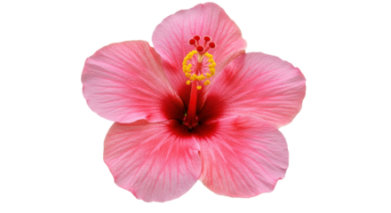 Isolated Single Pink Hibiscus Flower