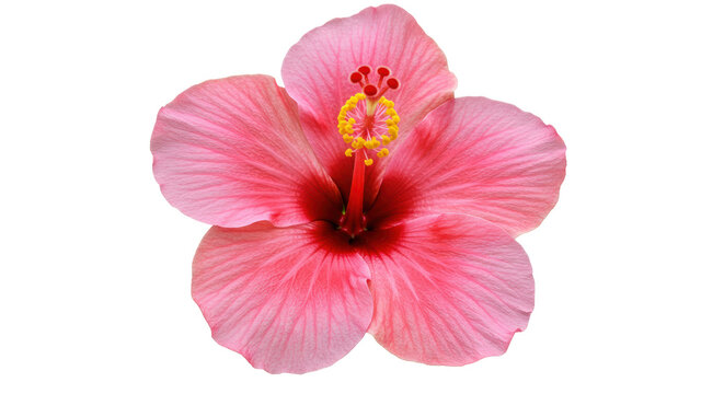 Fototapeta Isolated Single Pink Hibiscus Flower