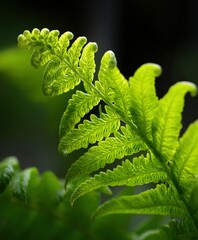Vibrant green fern fronds illuminated by natural light