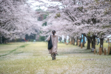 茨城県大子町　泉福寺の満開のしだれ桜
