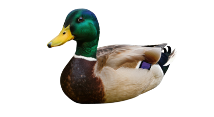 Isolated Duck
