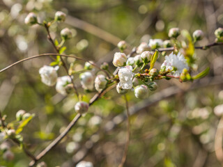 Obraz premium ニワザクラの花と蕾02