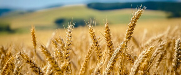 Fototapeta premium Golden Wheat Field Under Sunny Sky (1)