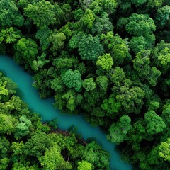 Winding river flows through lush green forest landscape