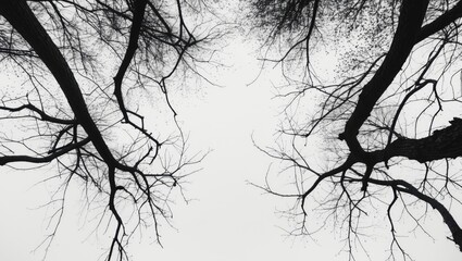 Gazing upward through the canopy of eerie black branches and twigs of an ancient tree against a white backdrop.