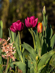 Tulip, flower in natural environment against green and flowers background, spring ornamental plants